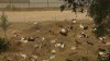 Fire-reducing goats' large appetite helps clear Pasadena brush sooner than expected