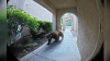 ‘I thought it was AI': Video shows bear at front doorstep of Santa Clarita home