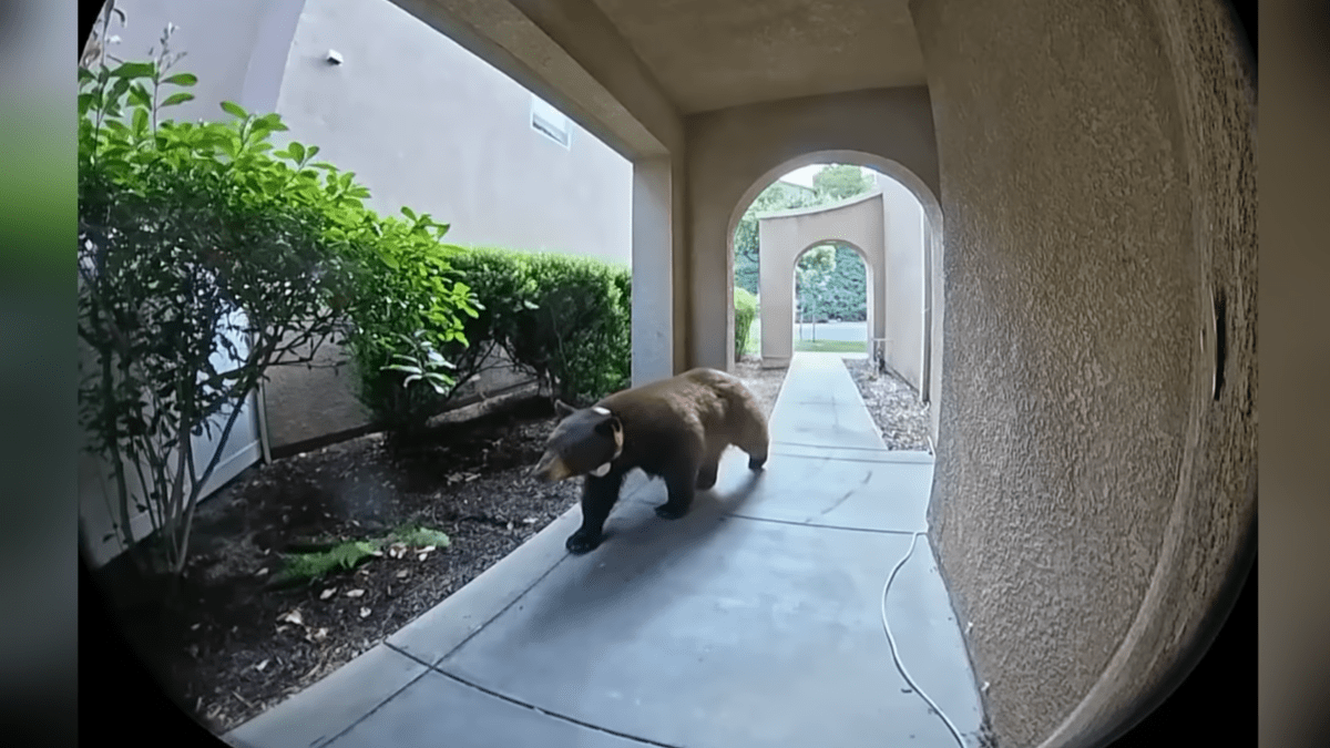 Black bear strolls through Santa Clarita neighborhood – NBC Los Angeles