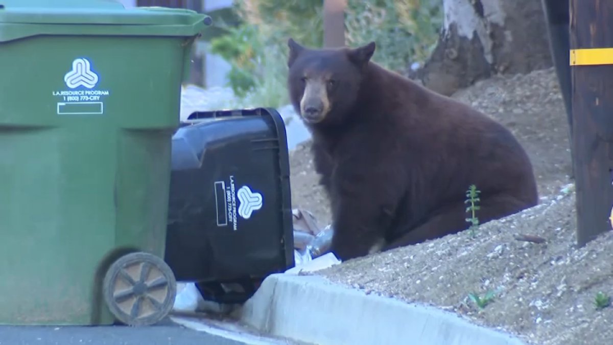 Watch: Large bear roams around Sunland neighborhood