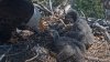 The Big Bear eagle chicks' names are here, and one is a heartwarming tribute