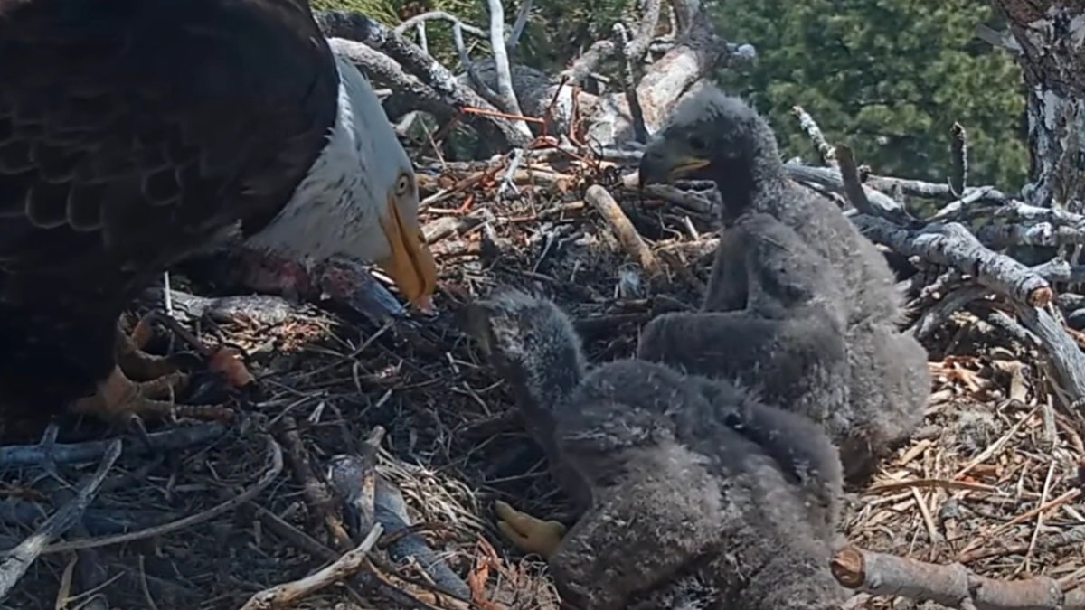 The Big Bear eagle chicks' names are here, and one is a heartwarming tribute