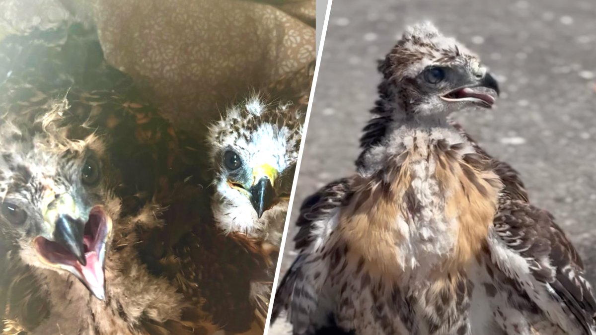 2 red-tailed hawks recovering after falling over 60 feet from a tree in Santa Clarita