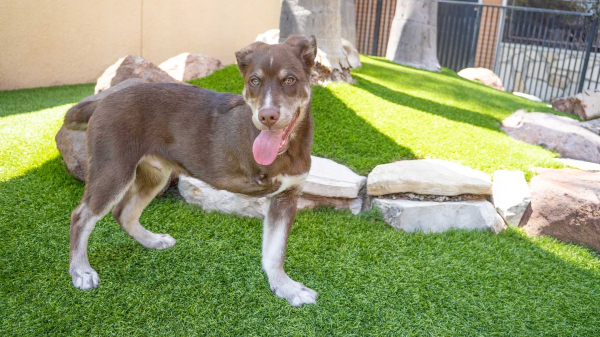Husky pup Nutella thrives after leg amputation and gets quickly adopted in LA