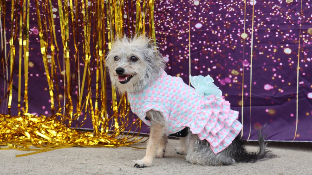 Former rescue dogs will stylishly strut at a heartwarming 'Puppy Prom'   NBC Los Angeles
