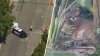 Mountain lion snoozes in backyard of Santa Monica home