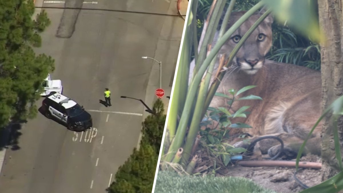 Mountain lion snoozes in backyard of Santa Monica home