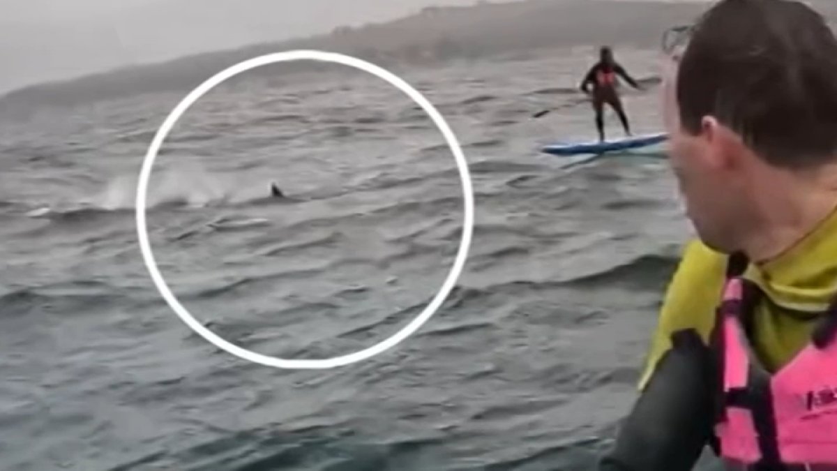 ‘Is that a shark?' See the video shared by Santa Barbara foil surfers