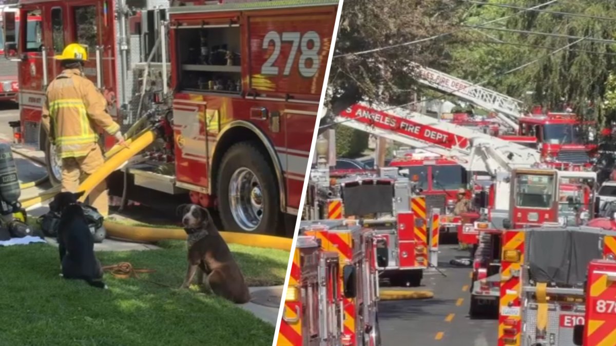 2 people transported to hospital, dogs rescued in Sherman Oaks apartment fire