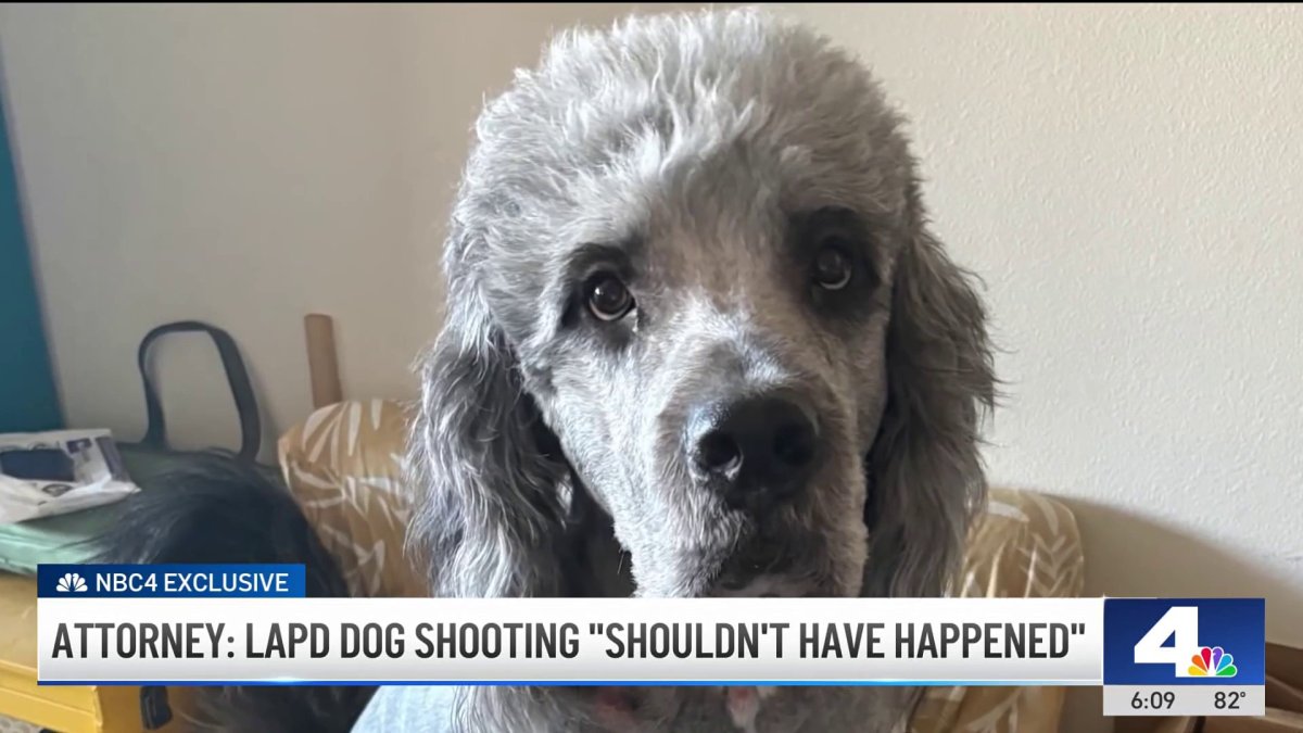‘This was family member.” Owner of dog shot by LAPD wants officer fired