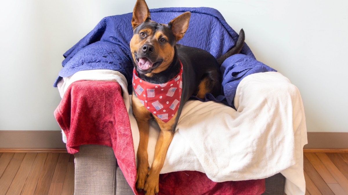 Invite an adoptable pup from Pasadena Humane for a ‘Fourth of July Sleepover'