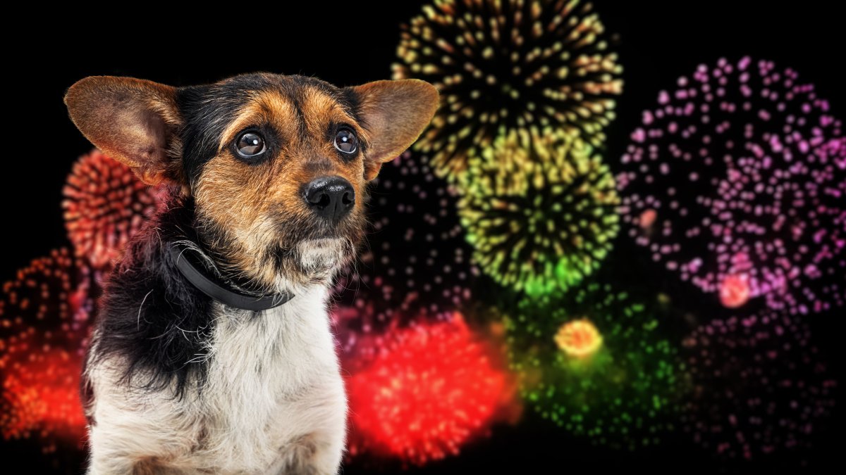 Five ways to protect your pets during the Fourth of July