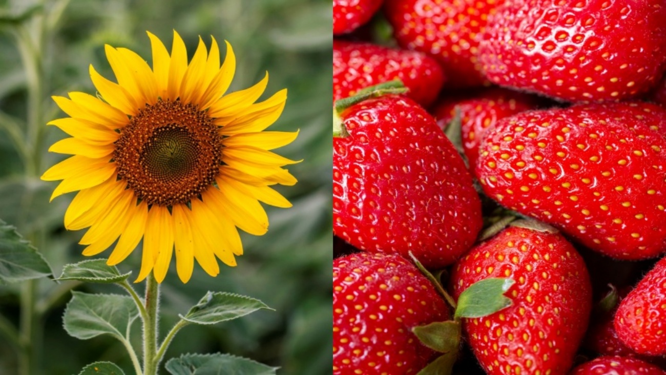 nbclosangeles.com - Alysia Gray Painter - See you, sunflowers and strawberries: This farm's 'u-pick' season is wrapping up