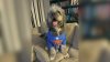 ‘Never expected this.' Canoga Park woman who witnessed LAPD shoot her dog speaks out