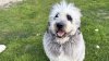 ‘Everyone loved him.' Man grieves family dog shot by LAPD officers in Canoga Park