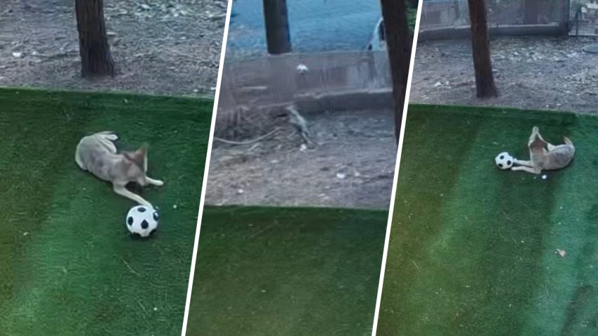 A coyote plays with a soccer ball at a Running Springs home.