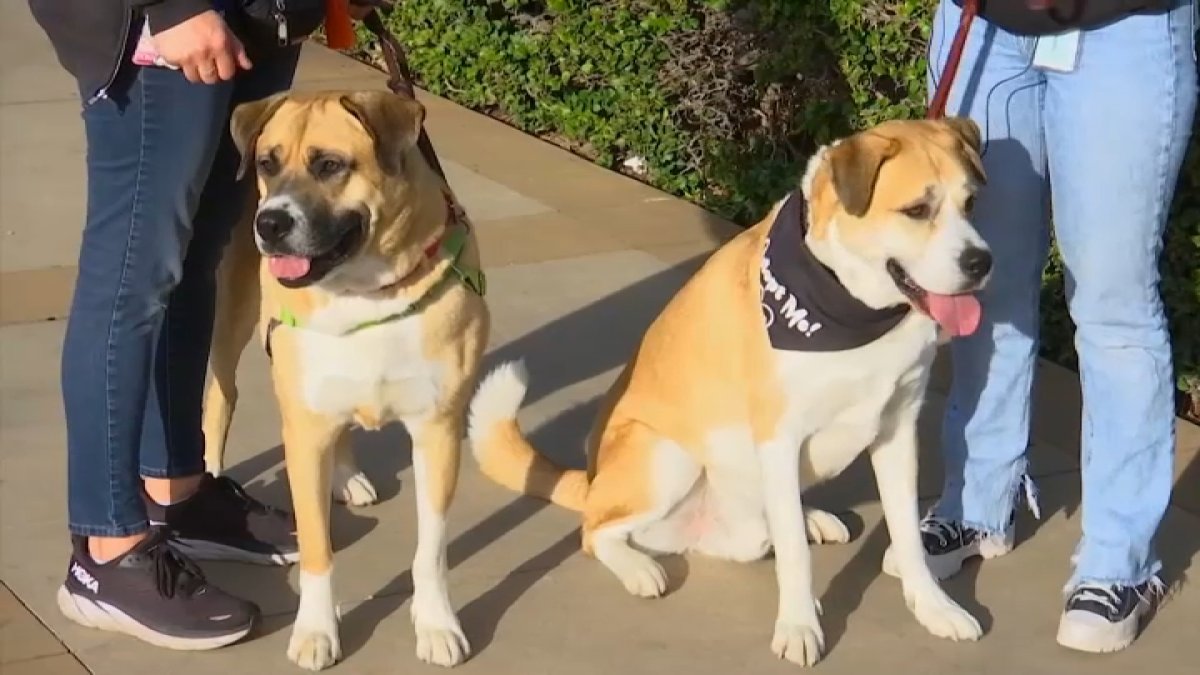 California Adopt-a-Pet Day waives adoption fees at participating animal shelters