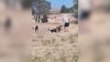 Man in custody after dog attack led to boy's drowning in Kern County, police say