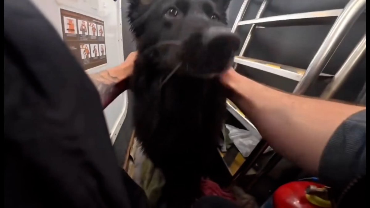 Dog Blown Out To Sea In Kayak Saved In Touch and go Rescue NBC Los dog-blown-out-to-sea-in-kayak-saved-in-touch-and-go-rescue-nbc-los