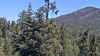 One of Jackie and Shadow's bald eaglets leaves nest area after accidental fledge