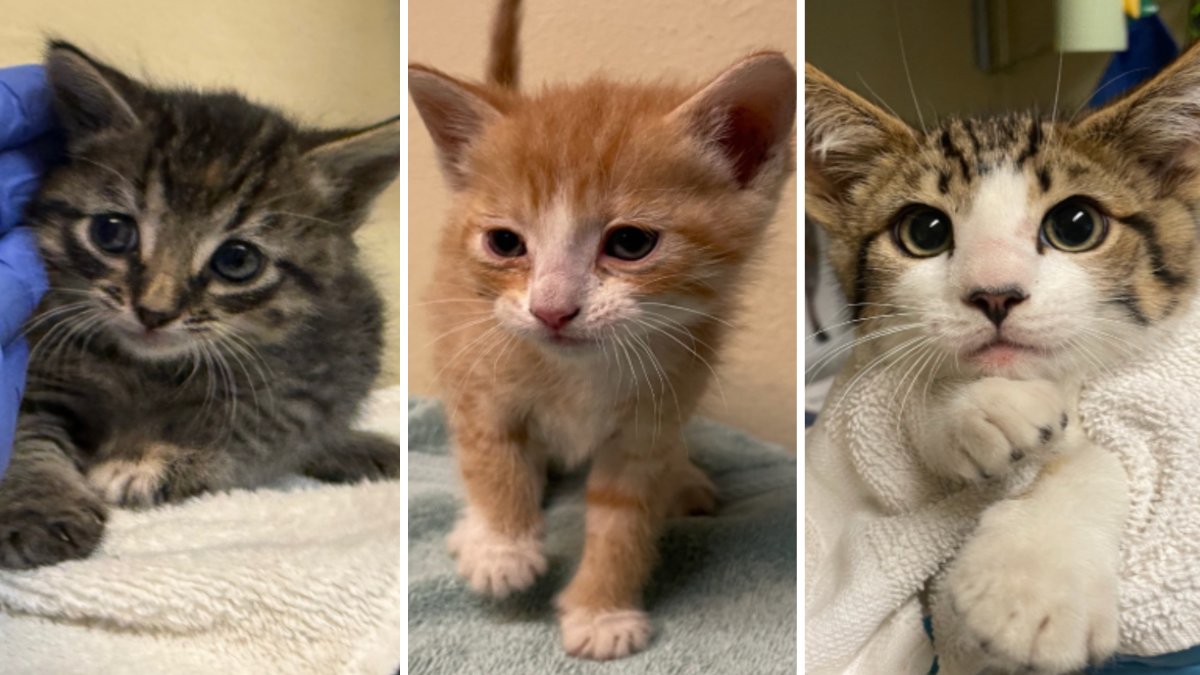 Pasadena Humane offers half-off cat, kitten adoptions June 20 and 21 – NBC Los Angeles Pasadena Humane offers half-off cat, kitten adoptions June 20 and 21 – NBC Los Angeles