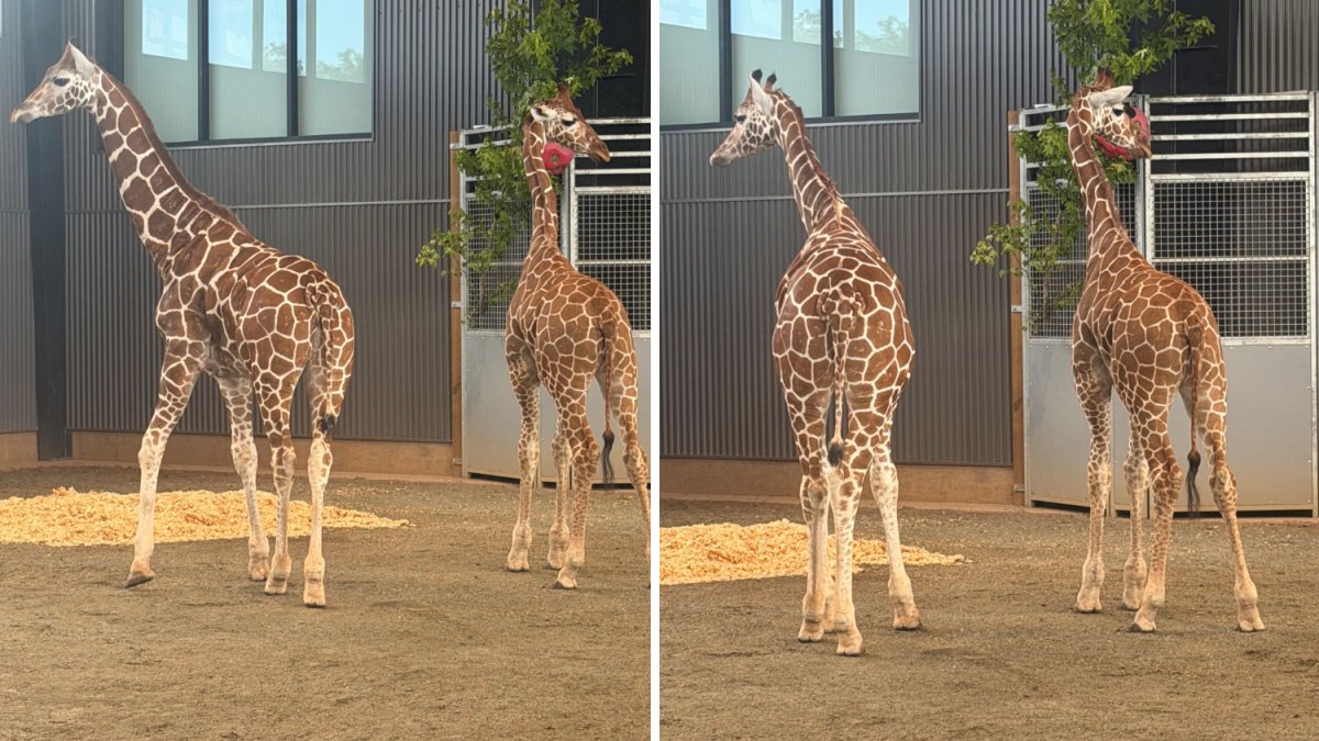 Giraffe calves missing from Natural Bridge Zoo found safe after more than a yearlong search