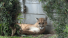 Pasadena neighbors sheltering in place amid mountain lion sighting