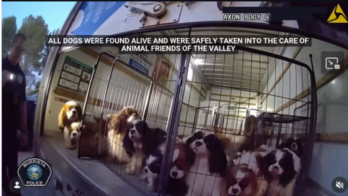 21 dogs found in U-Haul cargo space in Murrieta – NBC Los Angeles