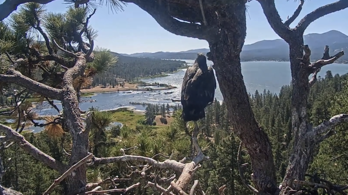 Young eagle Luna takes first flight in a flawless fledge from Big Bear nest