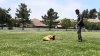 Irvine trainer sentenced to nearly 12 years in prison for deaths of 11 dogs