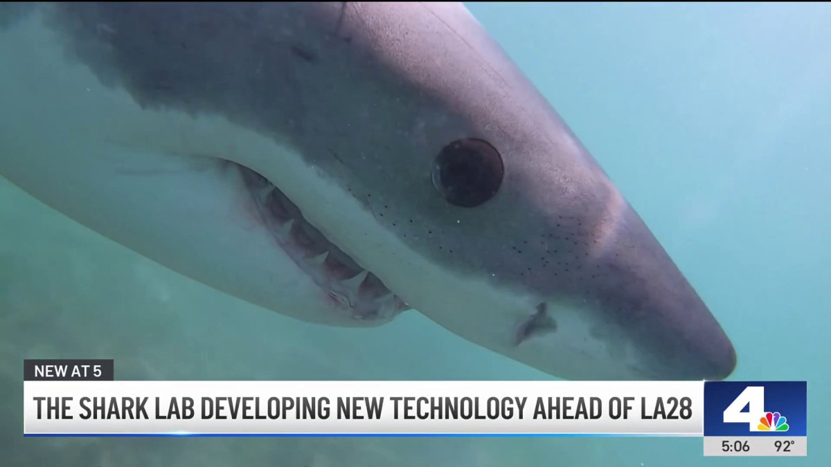 CSULB's Shark Lab developing drone that will monitor sharks before LA28