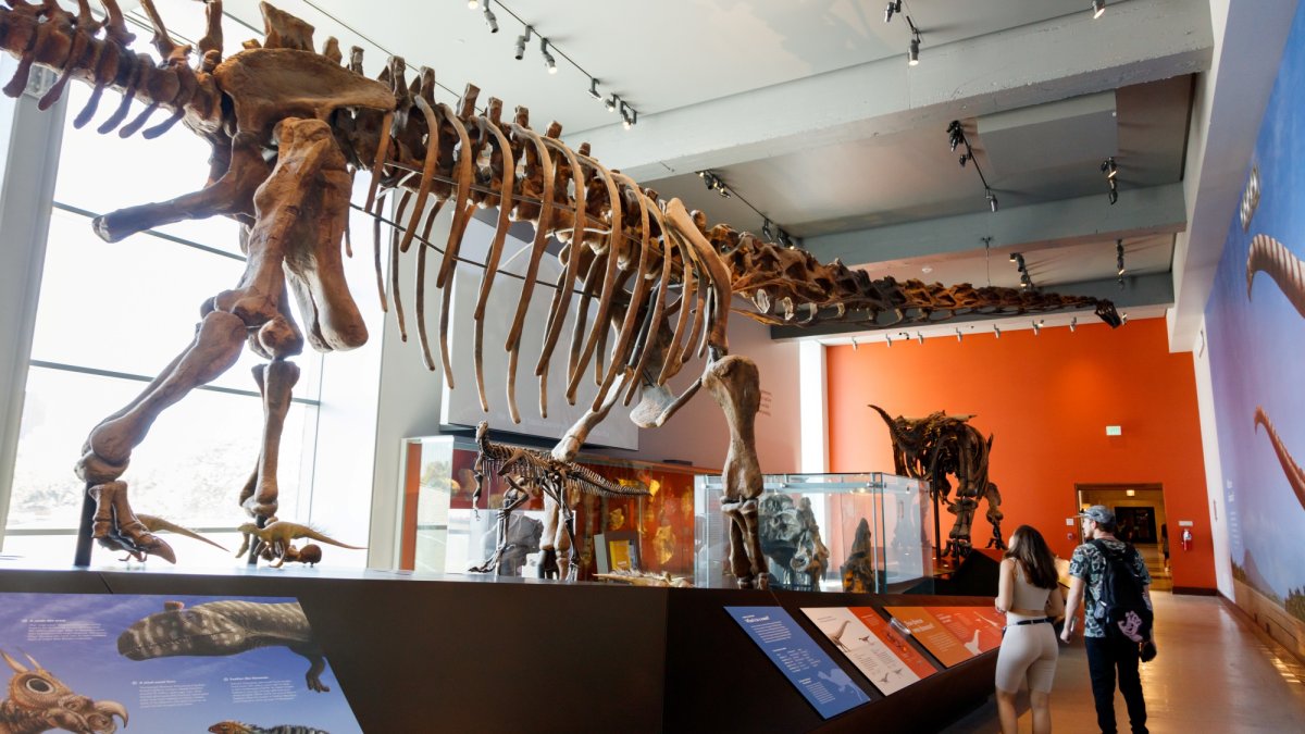 A new ‘Backstage Pass to Dinosaur Discovery' is now roaring at NHM