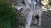 Record number of wolf attacks are happening in Calif., but not much can be done to stop them