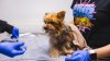 Dozens of Yorkies, huskies surrendered to SoCal animal shelter