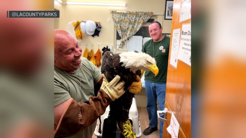 A bald eagle believed to be Jackie is given treatment and care by the San Dimas Raptor Rescue after being found injured on the ground in Big Bear.