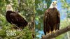 Big Bear bald eagle Jackie received a healing hand from an eagle named Spirit