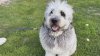 Owner of dog killed in LAPD shooting at Canoga Park apartment sues city of LA