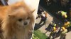 Firefighters rescue dog stuck in pipe for more than an hour  in Los Feliz
