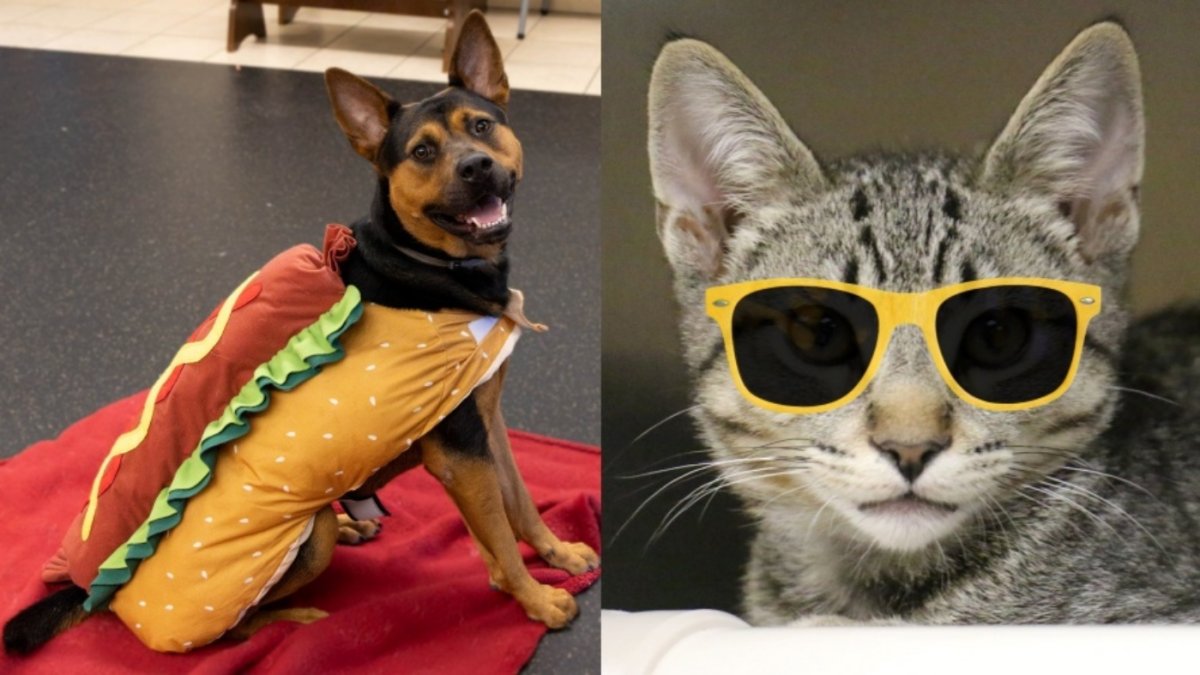 Skip the adoption fees during Pasadena Humane's ‘Hot Dog and Cool Cat Summer'