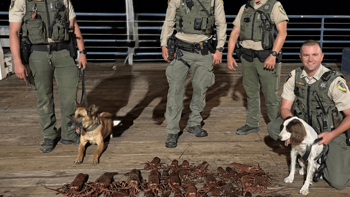 Six men arrested for poaching lobsters in Santa Monica