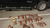 Six men arrested for poaching lobsters in Santa Monica