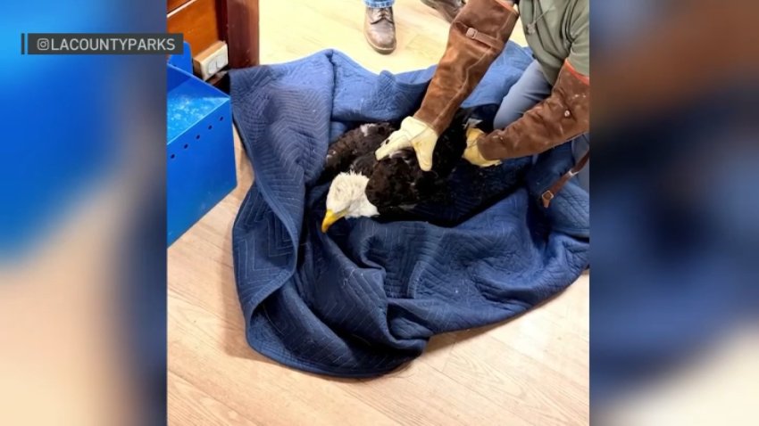 Jackie the bald eagle is given treatment and care by the San Dimas Raptor Rescue after being found injured on the ground in Big Bear.