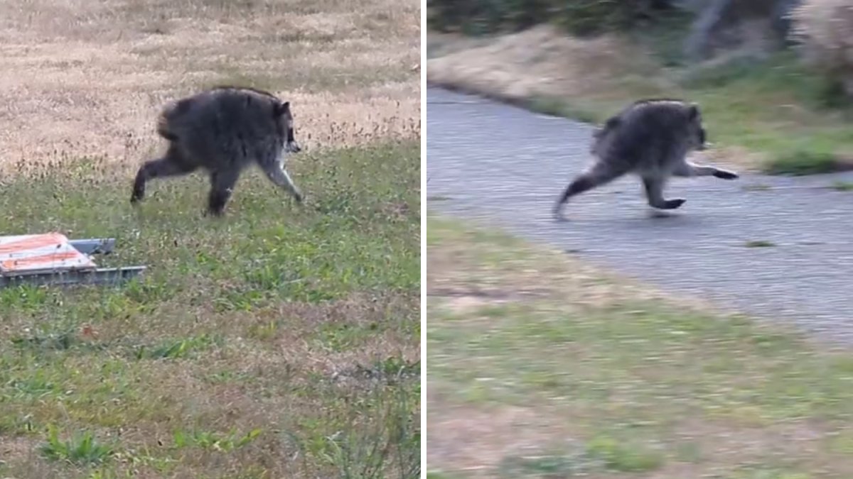 Jimothy the Raccoon receives honor from Washington governor – NBC Los ...