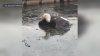 Bald eagle believed to be Jackie rescued in water in Big Bear area
