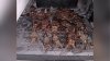 5 people arrested for lobster poaching near Palos Verdes
