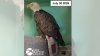 Jackie the Big Bear bald eagle has new accessory: Tail Guard