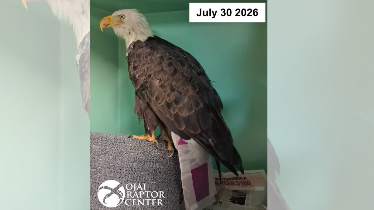 Wildlife rehab center warns against AI-generated images of Jackie the Big Bear bald ea...