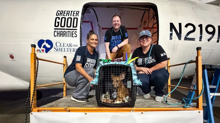 Pets are loaded onto a plane in New Orleans for the Clear The Shelters airlift.