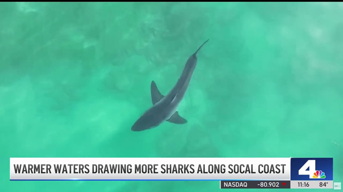Warmer waters draw more sharks along Southern California coast