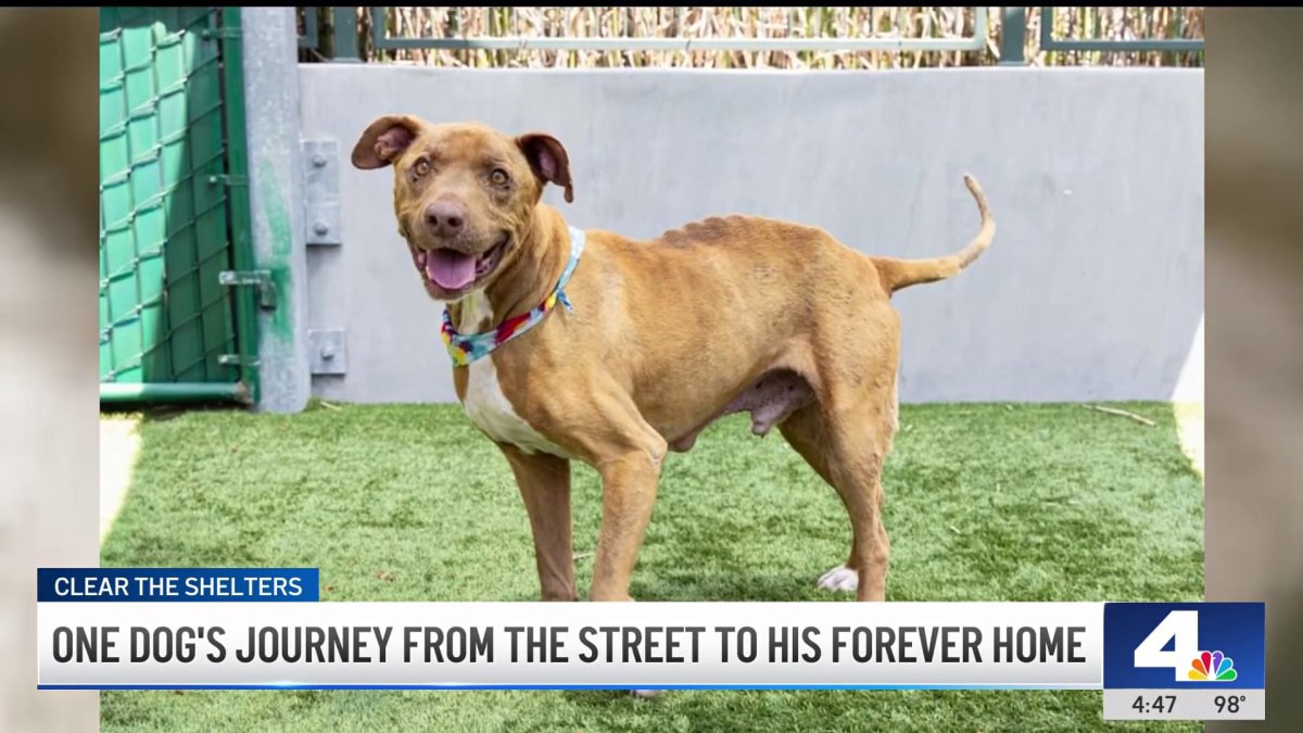 Sweet dog goes from starvation to loving home thanks to ‘foster fail"